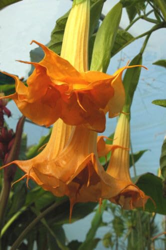5 SEMI BRUGMANSIA DOUBLE ORANGE semi freschi