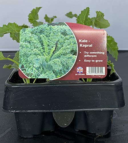 Kale Plants, 'Kapral', 12 x Full Plant Pack, Green Kale, Vegetable Plants, Salad, Grow Your Own, Fresh Produce, Garden Veg, Garden Ready and Ready to Plant, Premium Quality Vegetables