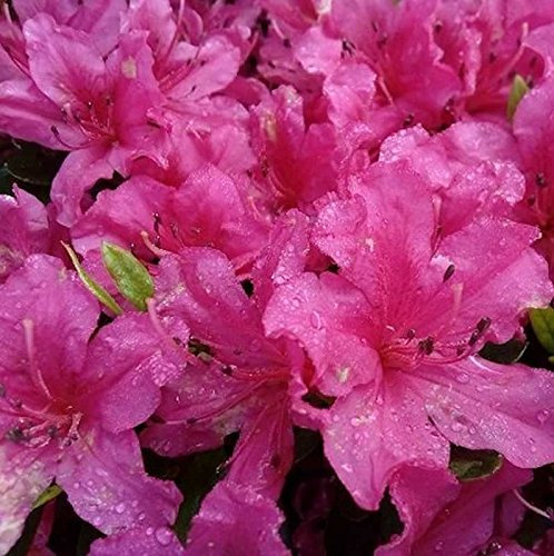 Kriechende Immergrüne Zwerg Azalee Pirin 20-25cm - Rhododendron nakaharai - lebende Gartenpflanze aus den Baumschulen