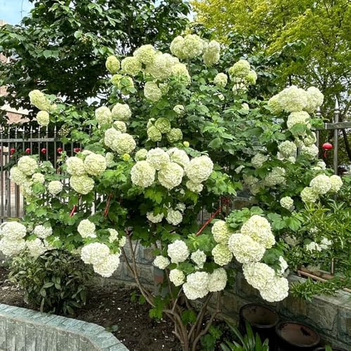 Semi di ortensia palla di neve, decorazione del soggiorno decorazione da giardino per esterni regali per gli amanti del giardino da balcone semi estivi 200pcs