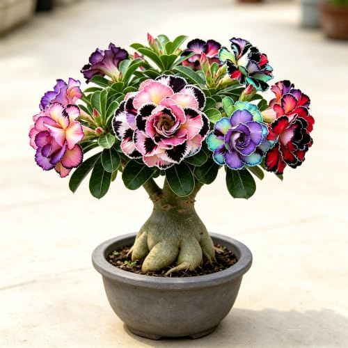 tubérculo de rosa del desierto Cubresuelos resistentes sostenibles rápido crecimiento Adecuado al aire libre, Decoraciones de jardín 2pcs