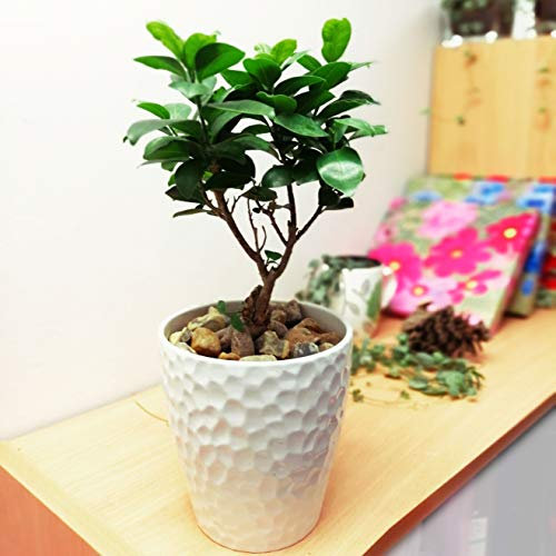 1 Easy Plants® Ginseng Ficus Laurel Pot Belly Fig Bellied House Plant in White Ceramic Pot & Autumn Gold Gravel Top Dressing