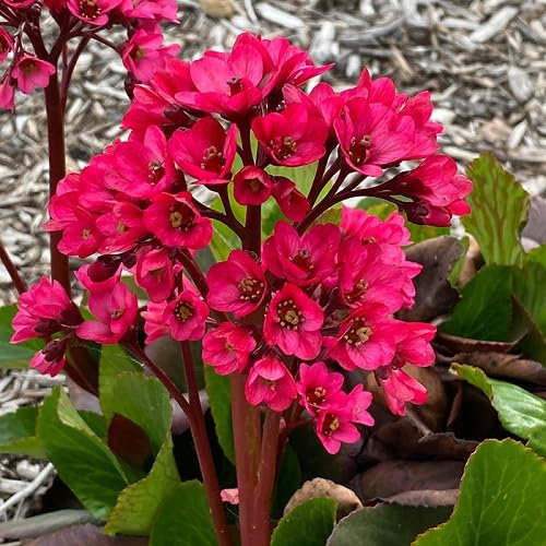 100pcs Red Bergenia Flower Seeds