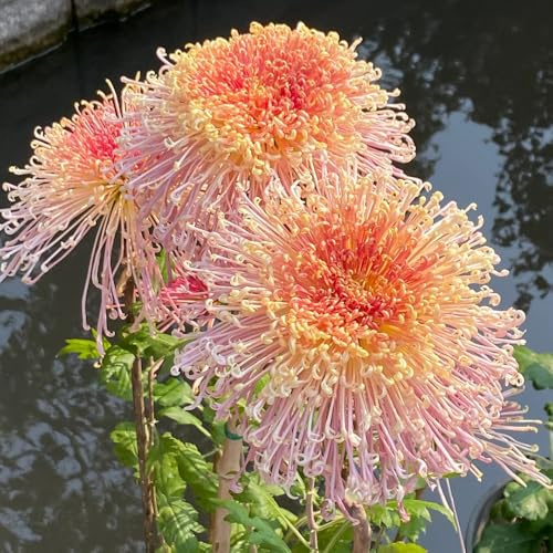 semi di crisantemo resistenti - biologici da balcone rare per giardino perenni decorative 50pcs