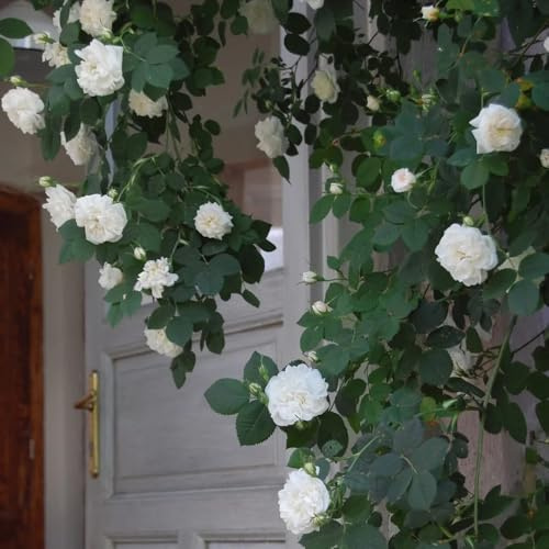 semillas de Rosales trepadores - rosa trepadora decorativa semillas de silvestres Balcón parterre decoración jardín verano interior jardín 150pcs