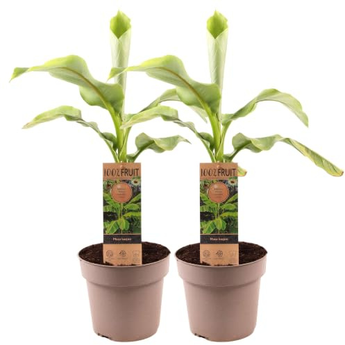 Musa Basjoo – Immergrüne Japanische Bananenstaude, sommerblühend, winterhart, im Topf, für den Garten