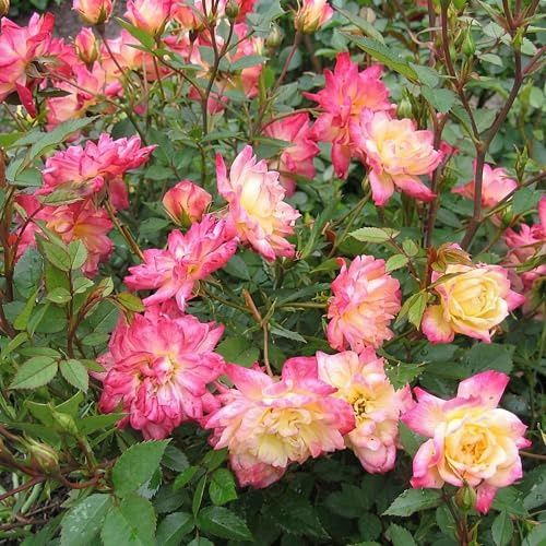 Rose Rosa Tricolor Fairy winterhart gelb rosa 20-25cm 12cm für Garten Balkon Terrasse Beet mehrfarbige Beetrose dauerblühend bienenfreundlich