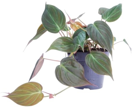 Trendyplants - Philodendron Scandens 'Micans' - Plante d'intérieur - Hauteur 15-35 cm - Taille du pot Ø12cm