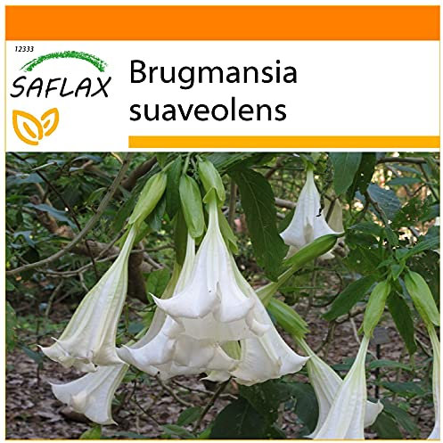 SAFLAX - Garden in the Bag - Engelstrompete/Weiß - 10 Samen - Mit Anzuchtsubstrat im praktischen, selbst aufstellenden Beutel - Brugmansia suaveolens