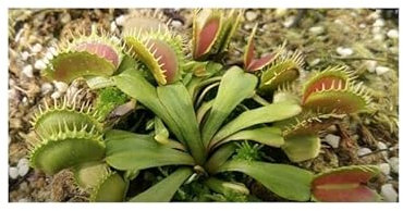 Stk - 3x Dionaea muscipula Raptor Venusfliegenfalle Pflanzen - Samen B1259 - Seeds & Plants Shop by Ipsa