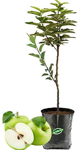 Manzano Natural Árbol para tu Jardín: Plantación Fácil y Natural