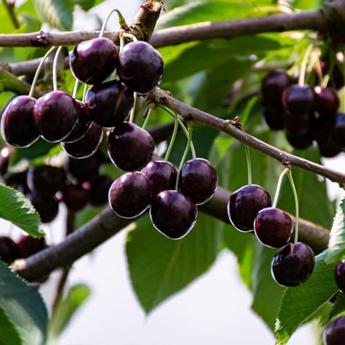 kirschbaum Süsskirsche balkon deko topfpflanzen echt balkonpflanze hochbeete für garten säulenobst gartenpflanzen winterharte kübelpflanzen spalierobst obstpflanzen bonsai topf 100samen