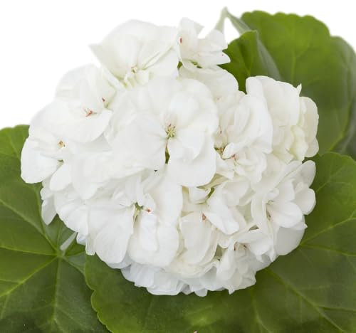 Geranium Plants, 'White', 40 x Large Plant Pack, Bedding Plants, Geraniums, Garden Flowers, White Greanium, Garden Ready, Premium Quality Flowers