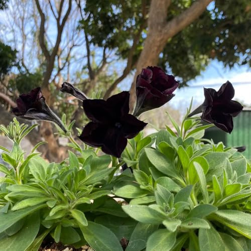 semi di petunia appesi da giardino, d'appartamento di petunia petunia decorazioni, luoghi soleggiati da balcone 100pcs
