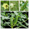 Okra Seeds (Bio) - Non GMO Clemson Heirloom Cow Horn 25+ Okra Garden Seeds (Grün)