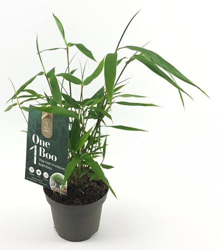 Fargesia Robusta - Live Clumping Bamboo Plant - Non-Invasive & Fast-Growing - Cold-Hardy & Drought-Tolerant - 10cm Pot 30cm Tall