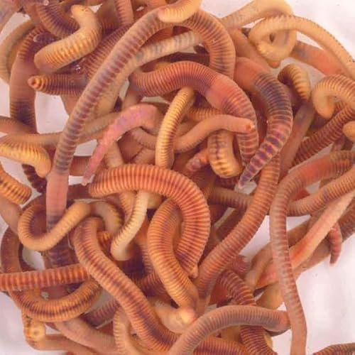 Wiggly Wigglers Composting Worms Vermicomposting Red Wiggler Compost Earth Worm For Garden & Farm Composter | Tiger Worms (750g)