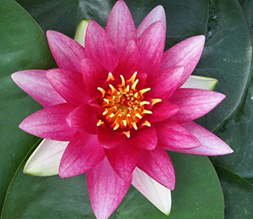 Lincolnshire Pond Plants Ltd - Attraction Water Lily - Pond Plants - LW02-Loose Root