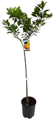 Árbol de Naranjo Natural Cultiva tus Propias Naranjas Cítricas