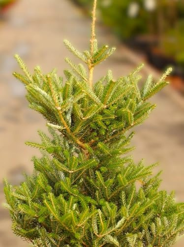 Zwerg Koreatanne Abies koreana Molli 40-50 cm immergrün