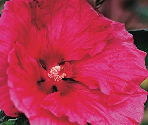 XXL Riesenhibiskus - Hibiscus moscheutos 'Robert Fleming' ®, Staudenhibiskus mit großen Blüten, Winterhart & Pflegeleicht, Blickfang für Garten & Terrasse