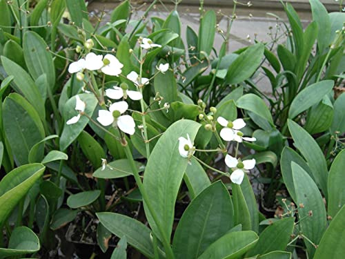 Sagittaria graminea 9x9 cm Topf – Winterhart, Mehrjährig, Pflegeleicht – Grasblättriges Pfeilkraut – Teichpflanze für Teichrand & Flachwasser