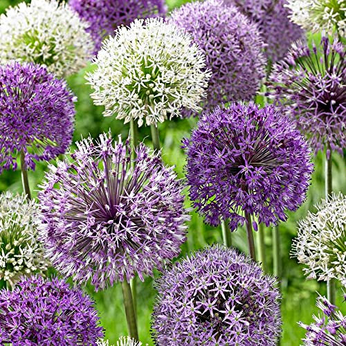 7 x Allium Colour Mixed – Spring Flowering Bulbs – RHS Plants for Pollinators – Explosion of Colours in Your Spring Landscape – Perennial – for Your Beautiful Garden