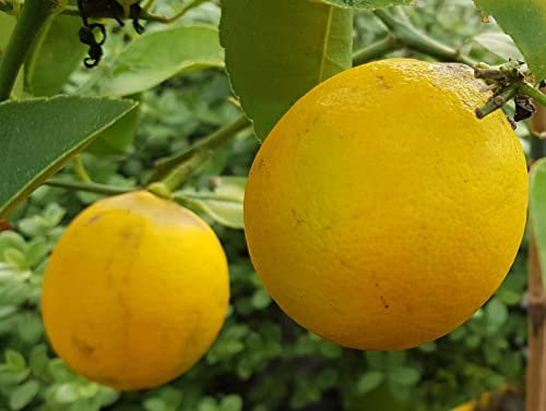 Citrus x meyeri greffé sur Poncirus trifoliata/Citronnier Meyer/Conteneur de 5 à 6 litres