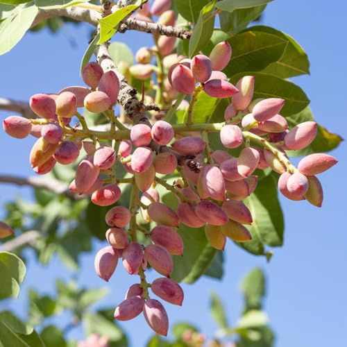 semi di pistacchio - vecchie varietà esterno giardino roccioso resistenti balconi 6pcs