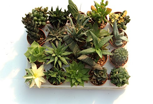 PIANTE GRASSE VERE RARE 20 PIANTE PICCOLE 5,5 VASO COLTIVAZIONE SENZA SPINE SUCCULENTE MINI SET PRODUZIONE VIGGIANO CACTUS