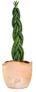 Sansevieria Intrecciata Altezza 45 cm, Pianta Vera, Pianta da Interno, Vaso Artigianale in Terracotta (onda)