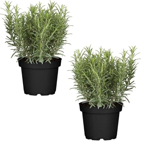 Duo de Plantas de Romero - Plantas Premium DECOALIVE - Hierbas Naturales para Huerto Urbano - Plantas Aromáticas