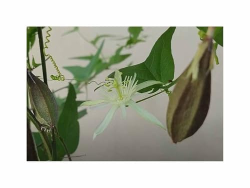 Stk - 5x Passiflora capsularis Kletterpflanze Vanille duft Pflanzen - Samen ID1789 - Seeds & Plants Shop by Ipsa