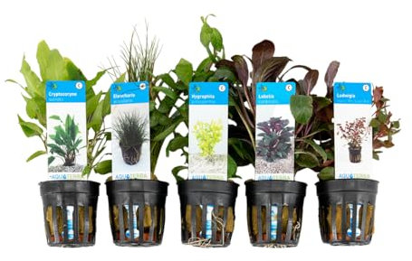 Bloomique - 5er Set - Aquarium Pflanzen Echt - Aquarium Zubehör - Wasserpflanzen - Reinigend - Sauerstoff - Ludwigie, Nadelsimse, Wasserfreund, Lobelie, Wasserkelch - Höhe 15-20 cm