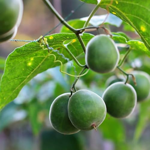 Semillas de Siraitia Grosvenorii, semillas de silvestres resistentes en jardín de columnar productos sostenibles 35pcs