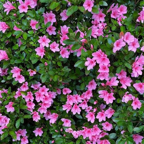 semillas de rododendro, azalea, resistentes en trepadoras trepadoras de exterior cobertura del suelo decoración la sala estar Decoraciones jardín 20pcs