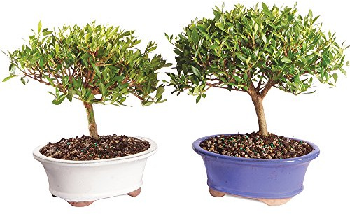 Brussel's Bonsai Live Gardenia Bonsai Tree - Small, 4 Years, 6 to 8 In - Outdoor Bonsai in Ceramic Bonsai Pot, 2 Pack