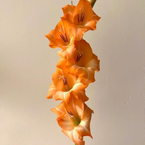 3 pcs Gladiolen Zwiebeln Winterhart - blühwiese mehrjährig, geschenk garten Gladiolen Zwiebeln - Blumenzwiebeln Winterharte Kübelpflanzen Gartenblumen topfpflanzen für draußen garten