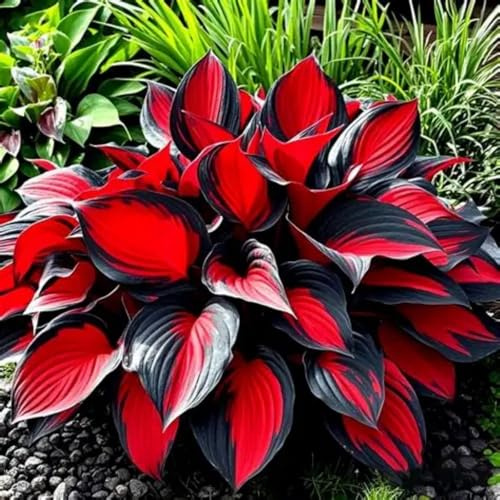 Einfach Zu Kultivierende Funkien-Schmetterling Hosta MehrjäHrig Winterhart-Schön Funkien-Rhizom lange Blütezeit-4 hostazwiebeln-e