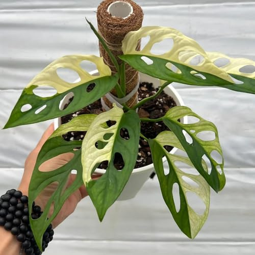 semillas de monstera son raras de interior exóticas jardín variedades tradicionales interior trepadoras la decoración la oficina 120pcs