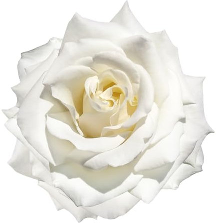 Rose Plants, Hybrid Tea Rose, 'Silver Anniversary', 2 x Full Plants in 5 Litre Pots, White Roses, Garden Ready and Ready to Plant, Premium Quality Garden Roses
