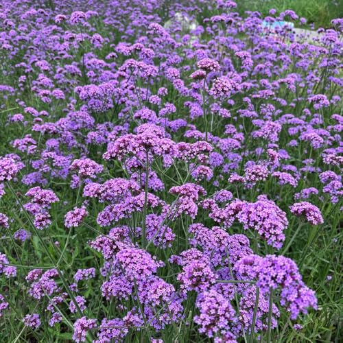 Semillas de Verbena officinalis, semillas de cobertura del suelo para lugares soleados jardín balcón exóticas jardín rocas 1000pcs