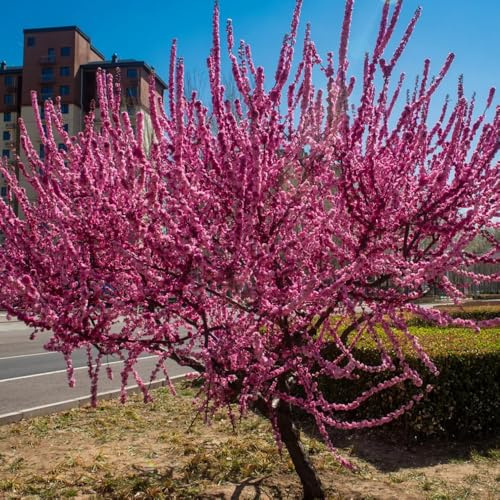 Semillas de almendro - resistentes para el jardín Prunus triloba - jardín de arbustos semillas de arbustos en resistentes variedades antiguas 30pcs