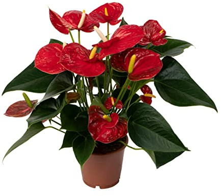 DECOALIVE Anthurium rosso Explosion Planta Natural con Flores de Color Rojo Intenso