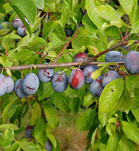 Pflaume Kirkespflaume 60-80cm - Prunus domestica