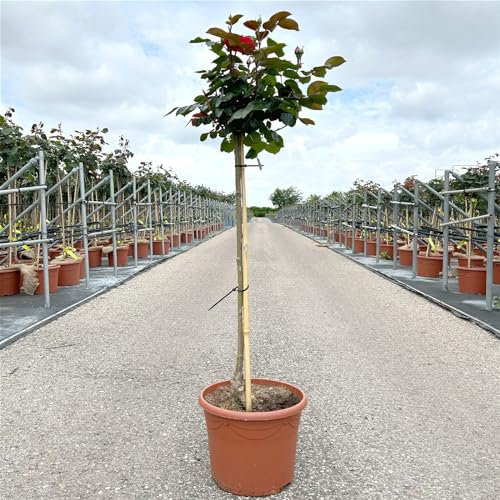 Stammrose 'Kompass'®, Beetrose, rot, Stammhöhe 60 cm im 7,5 Liter Topf