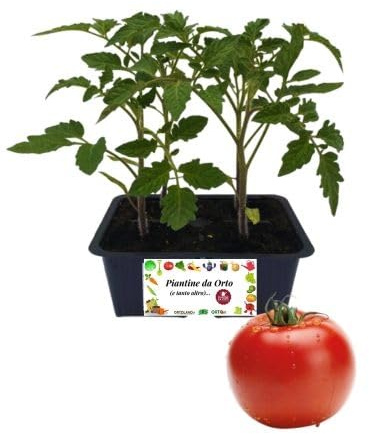 P. Piantine da Orto | Pomodoro Gigante, Kit 4 Piantine, Pianta Pronta per il Trapianto, Pianta Vera da Orto, da Balcone e da Esterno, Vivaio Italiano