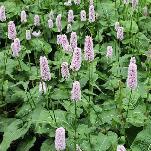 6x Knöterich 'Superba' - Persicaria bistorta 'Superba' - Topf 9x9cm - Blühende Staude