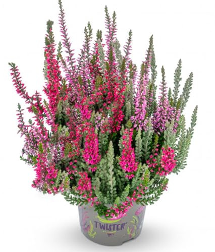 BALDUR Garten 1x Calluna Knospenheide 'Fluffy® Twister®', Calluna vulgaris