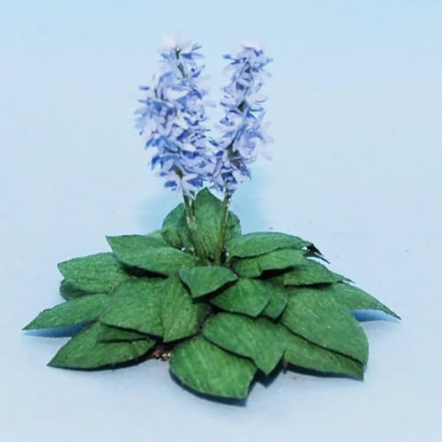 Funkien Rhizoms-Schattentolerante Premium-Stauden Gartenprojekte-10 Rhizoms-D